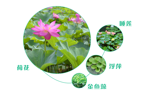 如何選擇污水處理工程的人工濕地植物？